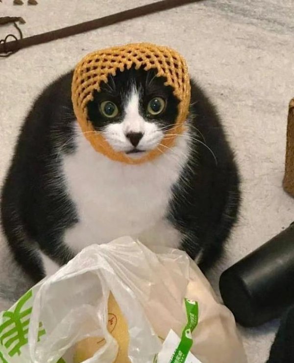 启兴网 奶牛猫满屋乱窜像演戏，聪明过头偷鱼干，家里还养得住吗？