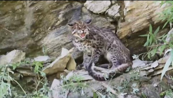 富投恒盈 大熊猫国家公园平武片区现金猫！巡护员镜头捕捉到露尖牙瞬间