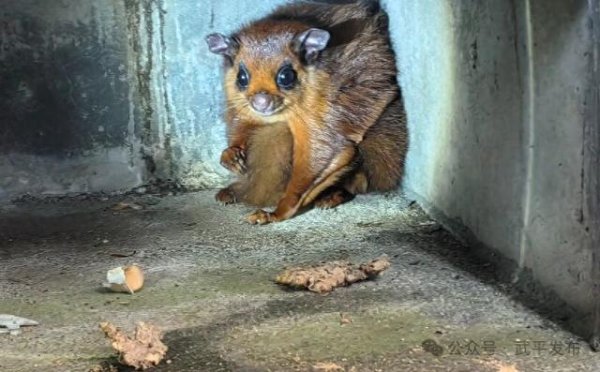 万隆优配 萌化了！龙岩一村民家闯进“特殊客人”